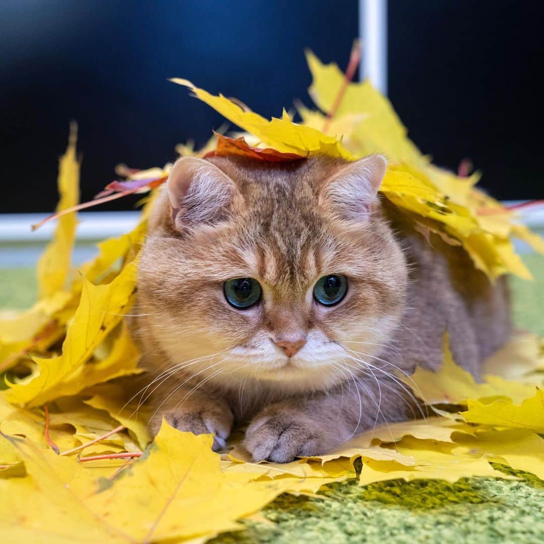 Hosicoさんのインスタグラム写真 - (HosicoInstagram)「Golden autumn 🍂🍁」10月2日 15時39分 - hosico_cat
