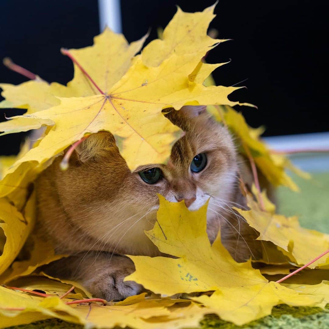 Hosicoさんのインスタグラム写真 - (HosicoInstagram)「Golden autumn 🍂🍁」10月2日 15時39分 - hosico_cat