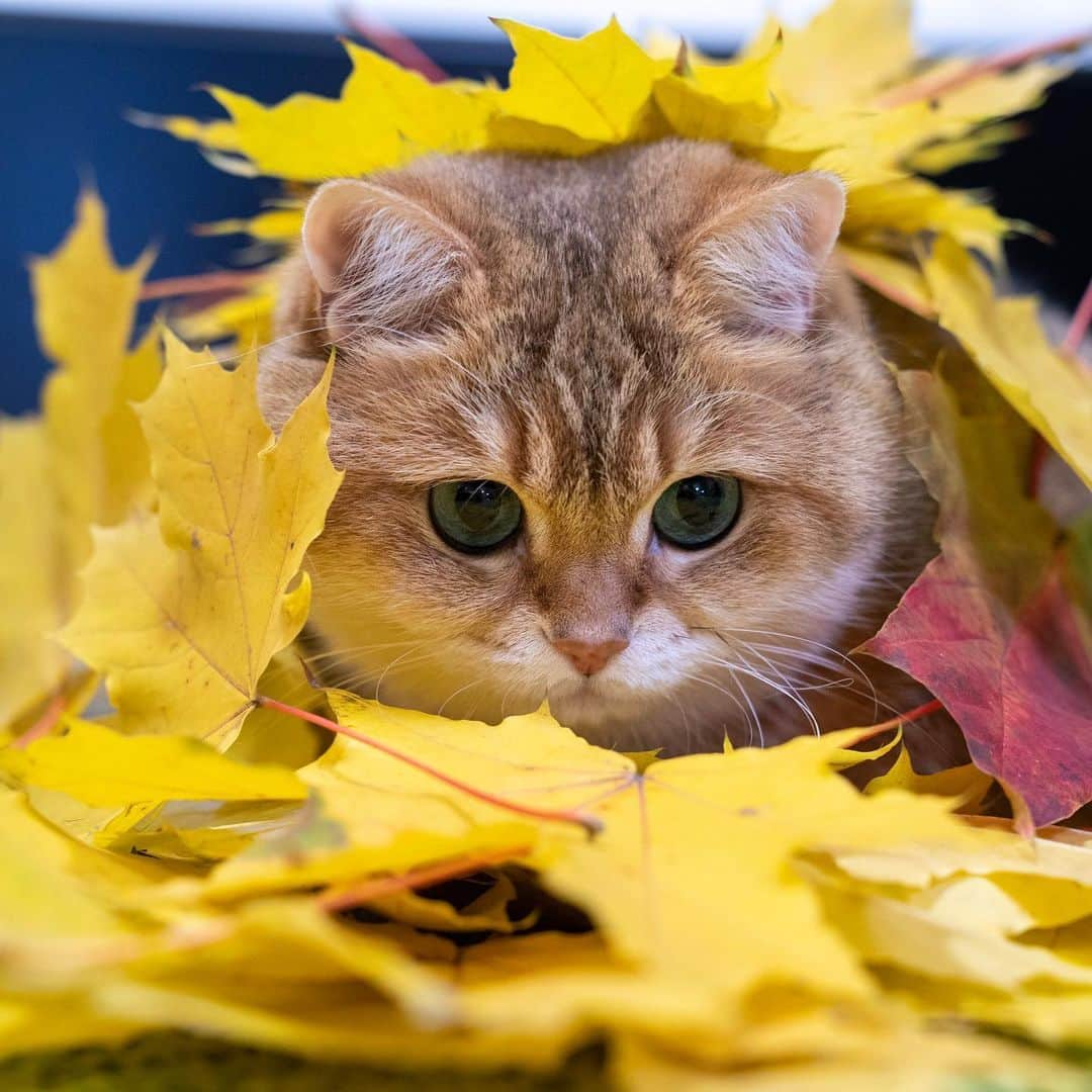 Hosicoさんのインスタグラム写真 - (HosicoInstagram)「Golden autumn 🍂🍁」10月2日 15時39分 - hosico_cat