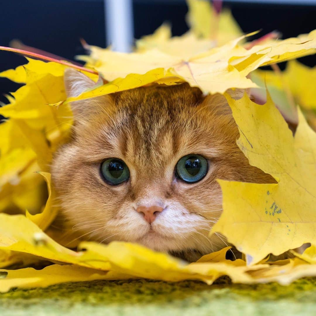 Hosicoさんのインスタグラム写真 - (HosicoInstagram)「Golden autumn 🍂🍁」10月2日 15時39分 - hosico_cat