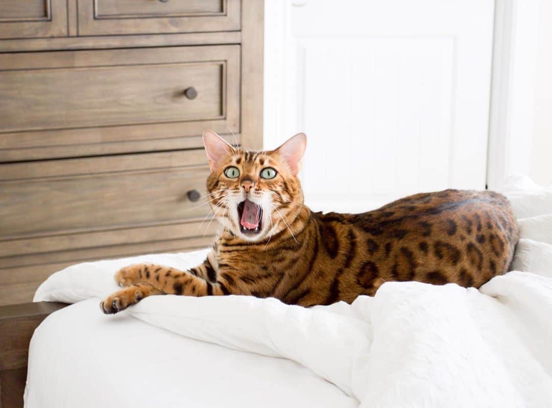 Bensonのインスタグラム：「When you see her walk in.」