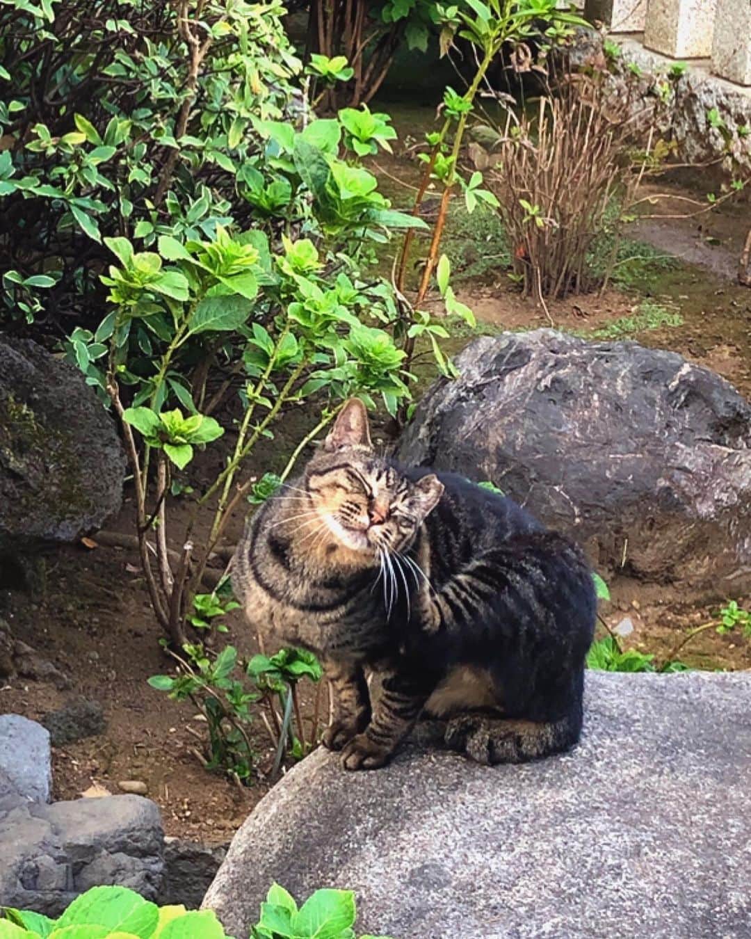 理絵さんのインスタグラム写真 - (理絵Instagram)「😺😺😺 .  #ilovecat #cat #gatto #猫 #ねこ #ネコ #ねこ部 #고양이 #神社の猫 #tokyo #japan」10月2日 17時52分 - ____rie____