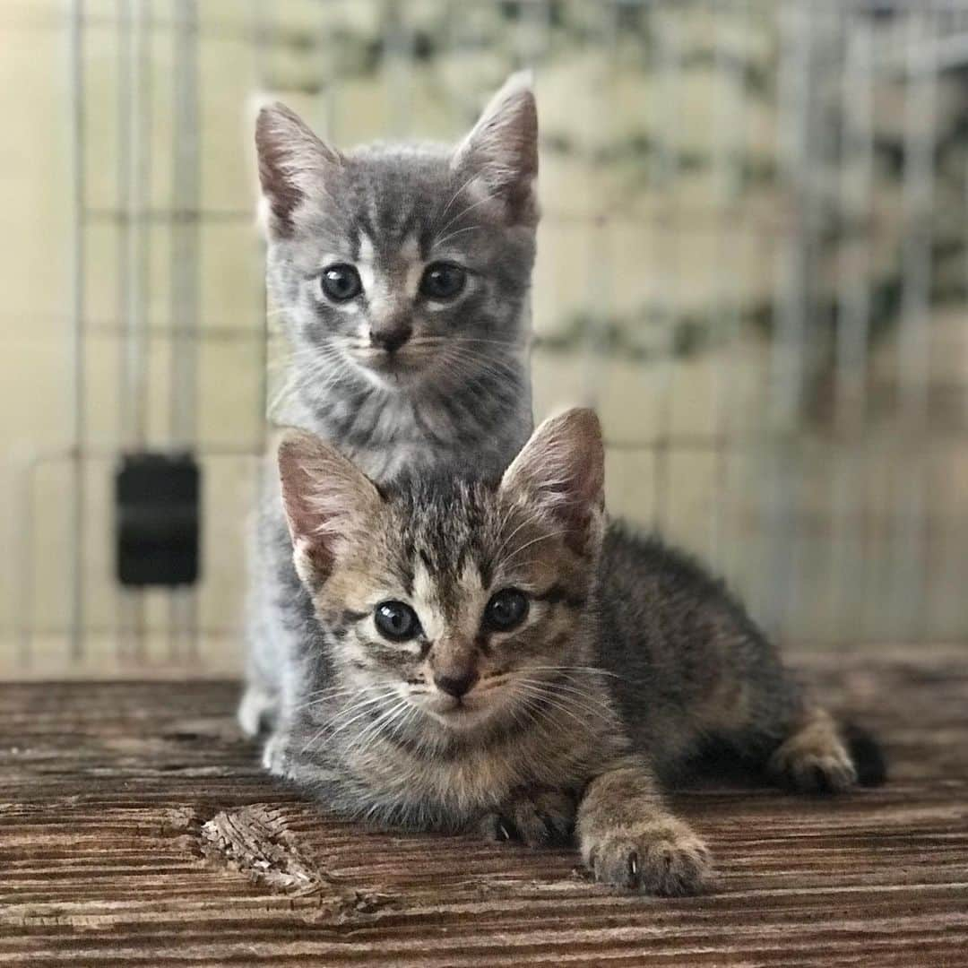 藤代冥砂さんのインスタグラム写真 - (藤代冥砂Instagram)「お隣りさんちの子猫ちゃんをパチリ。 iphone7+ 名前はまだない。  #子猫」10月2日 18時15分 - meisafujishiro