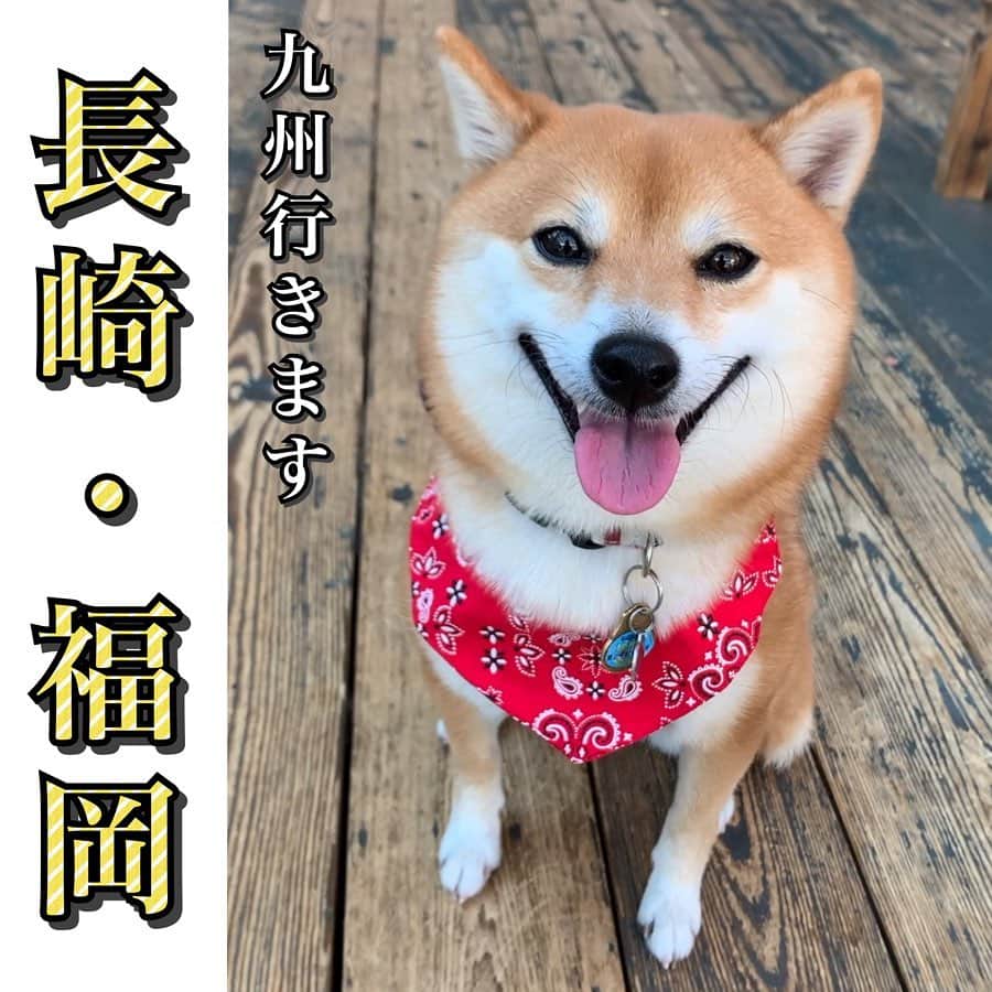 豆柴 サニーちゃんのインスタグラム