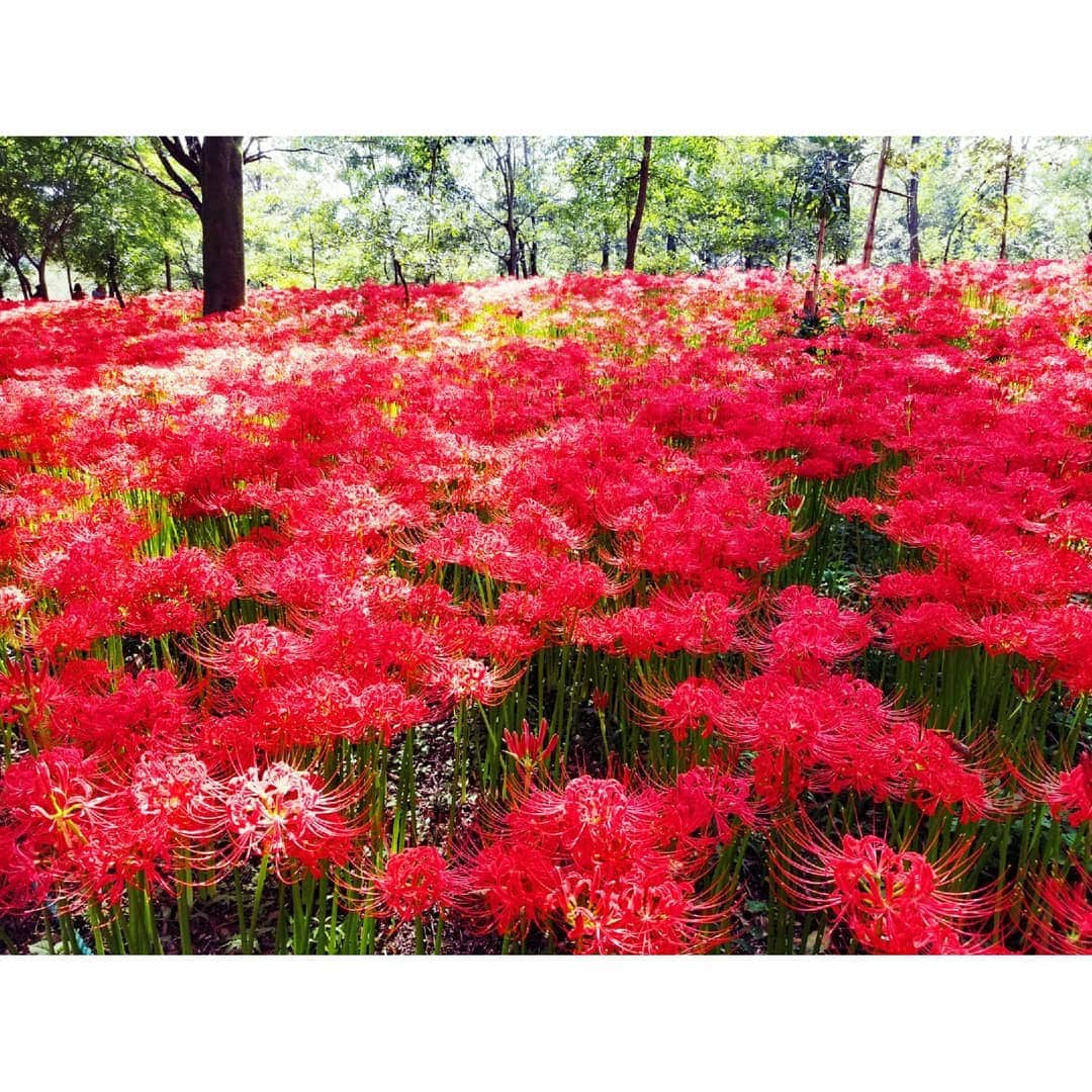 花柳凜のインスタグラム