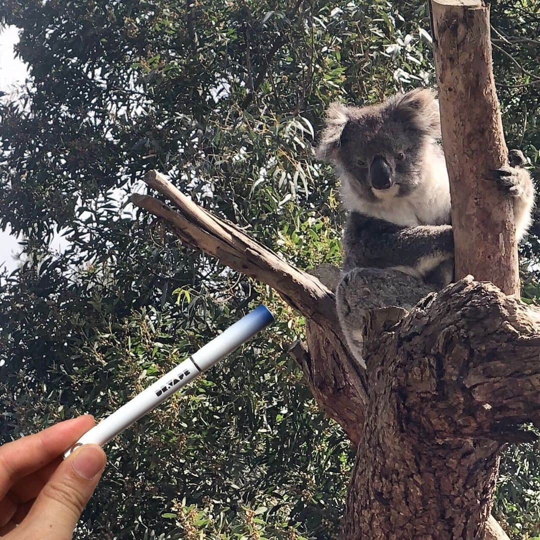 DR.VAPEさんのインスタグラム写真 - (DR.VAPEInstagram)「カナダのグリズリーベア に引き続き、オーストラリアでもDr.vapeでカメラ目線頂戴作戦大成功❗️👏 * * #DRVAPE#VAPE#koala#Melbourne#Australia#travelgram#traveltotheworld#instagood#travel#ドクターベイプ#ベイプ#コアラ#メルボルン#オーストラリア#思い出#旅行#タビジョ#世界旅行#健康#旅好きな人と繋がりたい#禁煙#禁煙グッズ#タバコ#禁煙したい#旅好き」10月2日 20時03分 - dr.vape_official