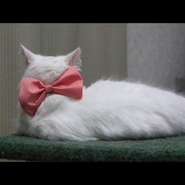 のインスタグラム：「リアルマリーちゃん （＾∇＾）#猫」