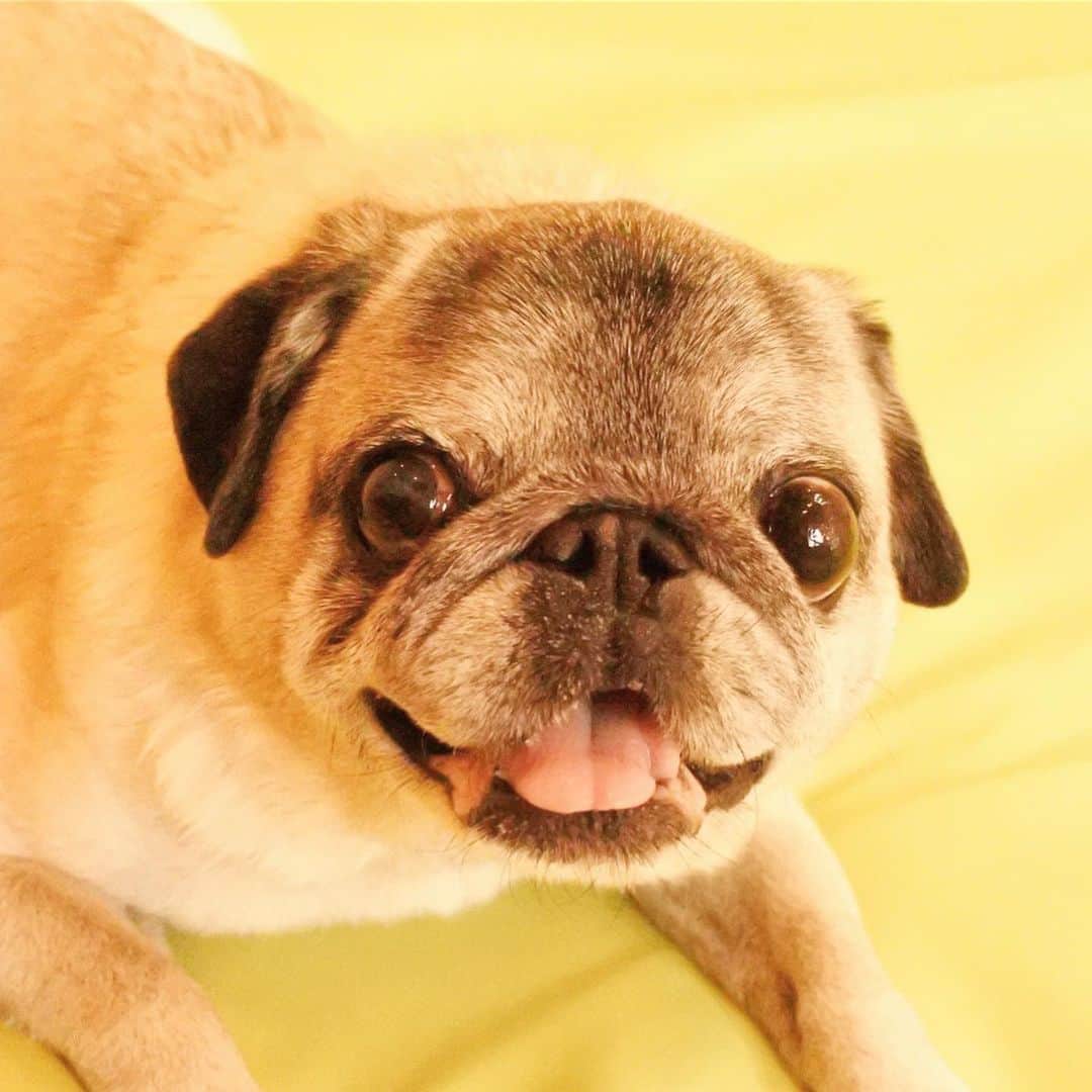 八兵衛のインスタグラム：「Acupuncture moxibustion treatment for dogs🏥 * * 今週はぐりちゃんと 鍼灸通院してきたよー。 * * ①施術後のクッキーが欲しくて仕方ないべえさん。あ、これは施術前w ②③ぐりちゃんのおねいさんが撮ってくれました。 かーちゃんにがっつりホールドされ脱走できないべえさん😂 (とにかくクッキーが食べたくてw) * * 最近の飼い主が感じる体調の変化と 実際の先生の診断がやはり、と一致しており、メンテナンスをしてもらいました。 ④ぐりちゃん🐶時間なくて写真あまり撮れなかった💦また今度ゆっくり☺️💕 ⑤ぐりちゃんのおねいさんが最新スマホになってた〜✨写真が綺麗😍 ⑥ほら、歯もフォトジェニック❤️(笑)  @haniwa_guli.asuka さん ありがとうございます😆💕 * * #見せつけてくる🦷 #犬の鍼灸治療 #犬の鍼灸  #ほぼ黒パグ #おじいちゃん犬 #pug #puggy #puglife #puglove #petstagram #pugstagram #pugsofinstagram #pugs #dog #ふわもこ部  @igersjp #IGersJP #east_dog_japan #pecoイヌ部 #八兵衛 #はちべえ #朝ワンコ夕ニャンコ」