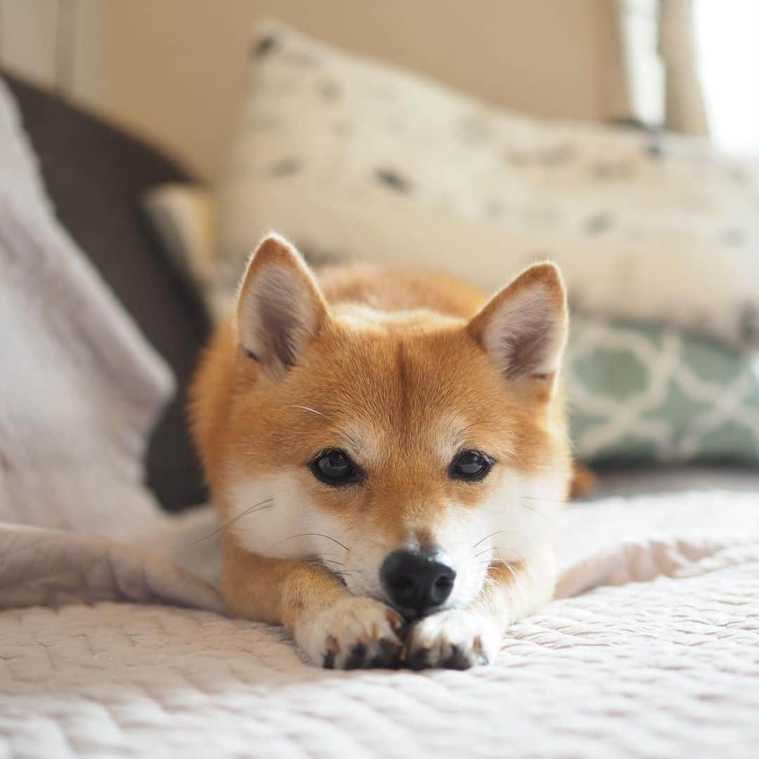 豆柴にこちゃんさんのインスタグラム写真 - (豆柴にこちゃんInstagram)「🐶 いよいよ明日はにこ入院！ なのに今仕事終わったよー💦 . 病院に持ってくタオル買わなきゃだし、 お風呂入れないとだし、いそがし‼️ . 今回の入院は4泊5日で 前回の２週間に比べたら短いし、 簡単な手術なのであまり心配はしてません😃 . でもにこは、いつ退院なのかもわからないし、 急にパパママと会えなくなって 寂しいだろうなぁと思うといたたまれない😭 . がんばるんだよー👊 . ✏️追記 経緯を知らない方もいると思うので補足します . 今年4月 ドッグランで脚を痛める . 5月 検査の結果、パテラが原因で膝の靭帯変性を起こしてるとのこと。靭帯は治らないけど  悪化を防ぐためにパテラ手術することに決定 . 6月 パテラの両膝手術 無事終了。  膝の骨を固定するため、脚にピンを入れた . 10月  ピンを抜く手術する ←今ここ . 脚はすっかり元気で走ったり跳んだりできるよ！ . #柴犬#豆柴#pecoいぬ部#犬#わんこ#犬#ここ柴部#shibainu#dog#mameshiba#pecotv#dog#いぬのきもち部#しばいぬ#しばけん#こいぬ#シバイヌ#いぬ#イヌ#赤柴#マメシバ#ペット#日本犬#子犬#puppy#doggo#pet#시바견#강아지#개」10月2日 21時13分 - nikochan.mame48