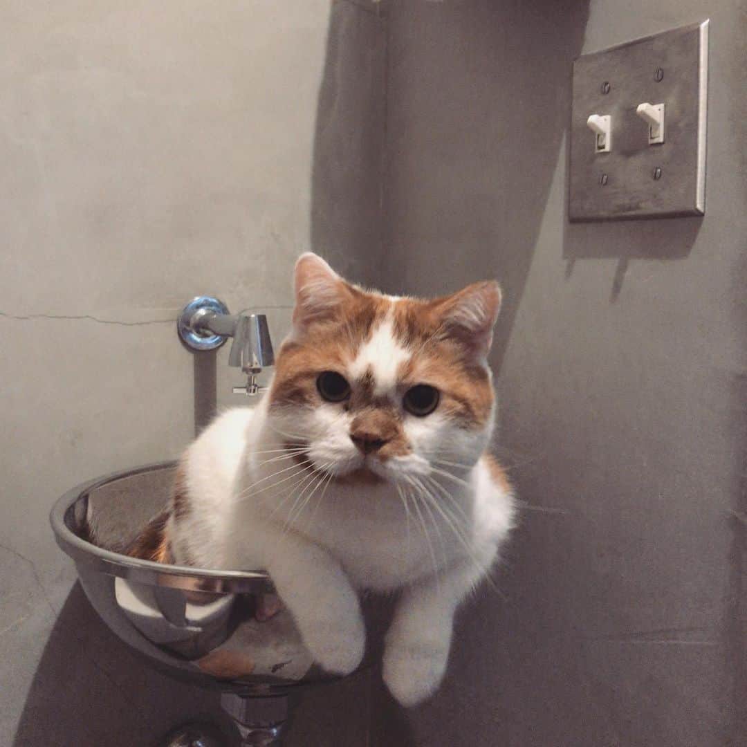 外山輝信さんのインスタグラム写真 - (外山輝信Instagram)「トイレの手洗い…」10月2日 21時31分 - terunobu_toyama