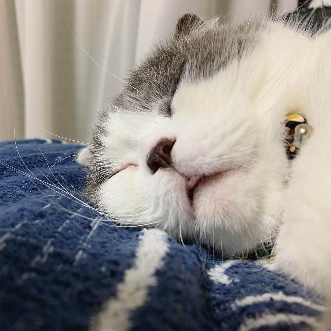 マロニーのインスタグラム：「ハル＜ 💤💤💤 （ちょぴっとべろが出ちゃってるよ！ハルくん！！👅喉乾いちゃうよ！） #マシュマロマロニー #猫 #cat #scottishfold #スコティッシュフォールド #ねこ #ネコ #キャット #はるさめのハル #おねんね #ベロでてる」