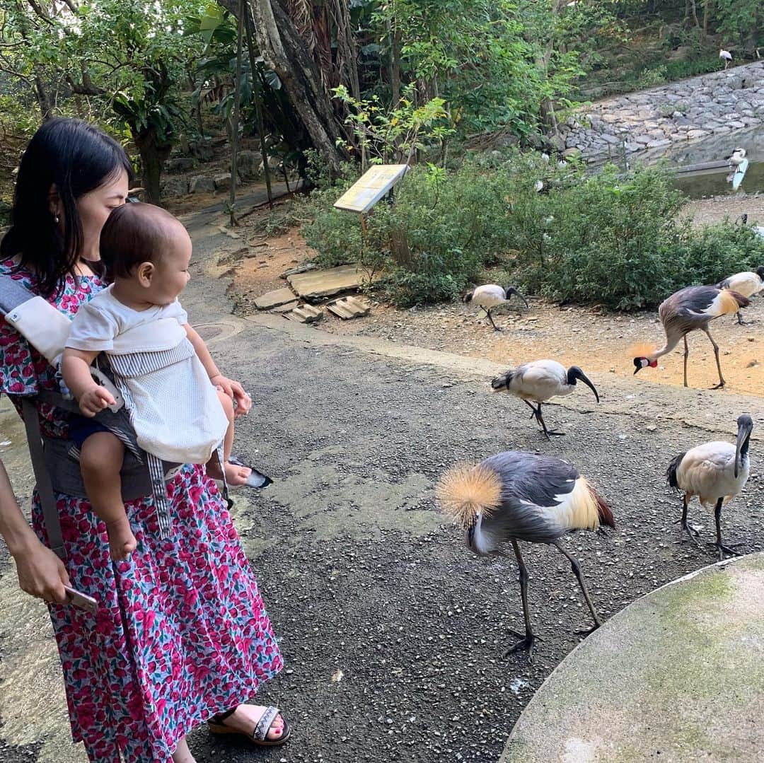 大西蘭さんのインスタグラム写真 - (大西蘭Instagram)「・ ネオパークオキナワ✨ ・ 園内に入ってすぐに鳥が寄って来て、こぐまちゃん大興奮🐻 ・ 動物が近くて、触れ合えるコーナーもあって、思った以上に楽しめました😊 ・ 動物が好きなこぐまちゃんは終始ご機嫌でした🐻✨ ・ ・ #沖縄旅行 #おきなわ旅行 #子連れ旅行 #赤ちゃん連れ旅行 #ネオパークオキナワ #沖縄観光スポット  #ネオパークフォトコンテスト2019 #ポグネー  #ネオパーク #neopark #neoparkokinawa #zoo  #フォトコンテスト #沖縄北部 #pognae  #写真好き #動物園 #動物好きな人と繋がりたい @pognae_jp」10月2日 21時56分 - onishiran