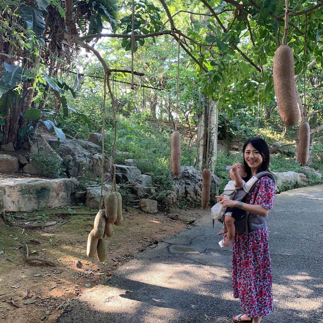 大西蘭さんのインスタグラム写真 - (大西蘭Instagram)「・ ネオパークオキナワ✨ ・ 園内に入ってすぐに鳥が寄って来て、こぐまちゃん大興奮🐻 ・ 動物が近くて、触れ合えるコーナーもあって、思った以上に楽しめました😊 ・ 動物が好きなこぐまちゃんは終始ご機嫌でした🐻✨ ・ ・ #沖縄旅行 #おきなわ旅行 #子連れ旅行 #赤ちゃん連れ旅行 #ネオパークオキナワ #沖縄観光スポット  #ネオパークフォトコンテスト2019 #ポグネー  #ネオパーク #neopark #neoparkokinawa #zoo  #フォトコンテスト #沖縄北部 #pognae  #写真好き #動物園 #動物好きな人と繋がりたい @pognae_jp」10月2日 21時56分 - onishiran