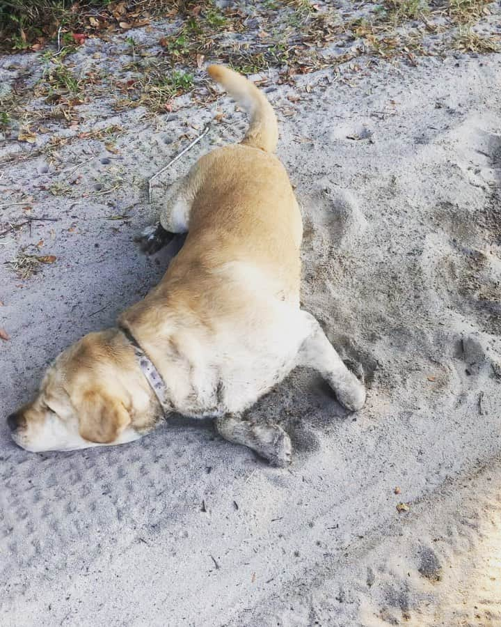 Huckのインスタグラム：「Sometimes you just gotta “roll with it” 🐾🌀🤣 Anyone else make ridiculous faces and sounds while flailing around? . . . . . #talesofalab #fab_labs_ #thelablove_feature #englishlabrador #yellowlab #labradorofficial #labradoroftheday #thelablove #labphotooftheday #labsofinstagram #yellowlaboftheday #worldofmylab #lifeofhuck」