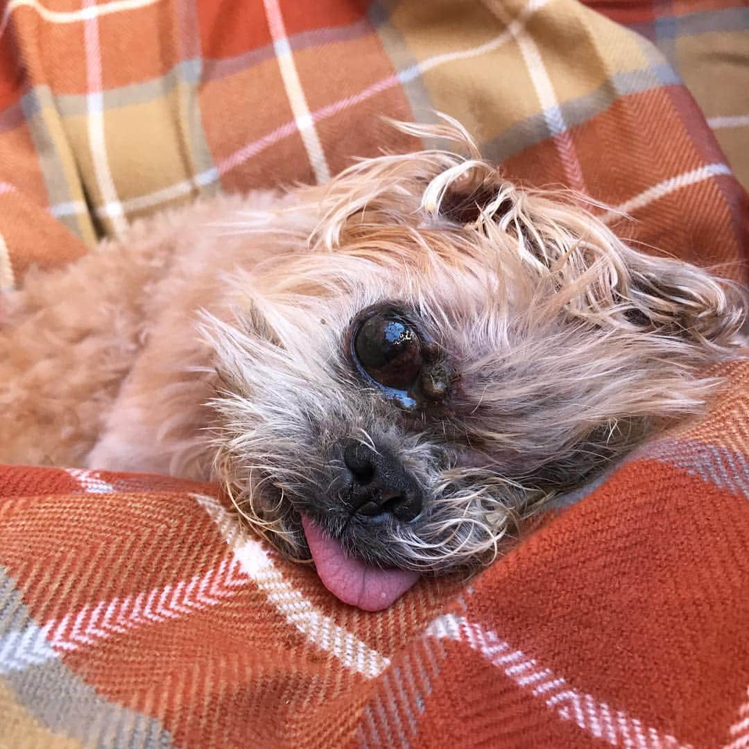 Marnie The Dogのインスタグラム：「punkin spice blanky」