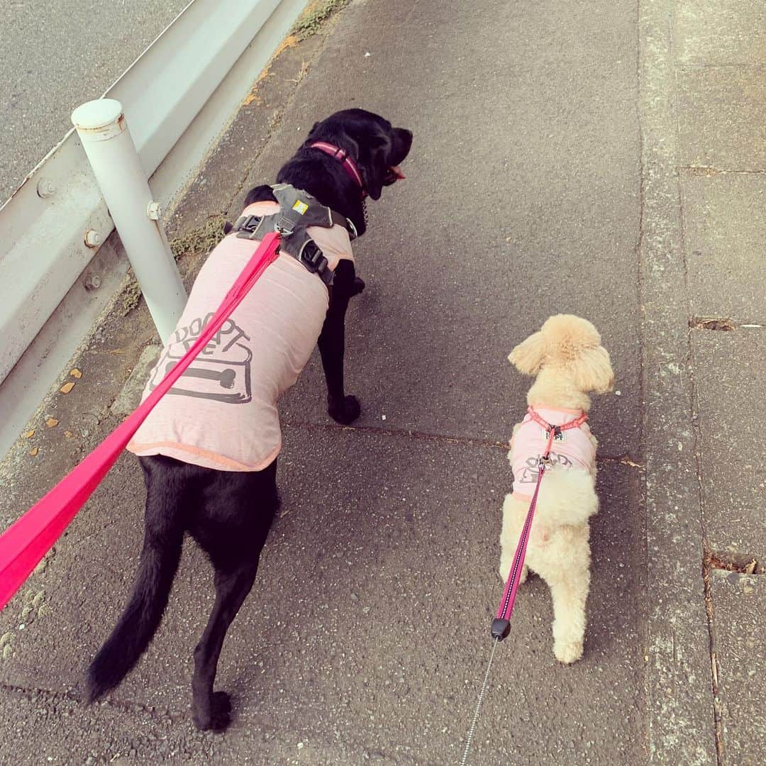 矢田亜希子さんのインスタグラム写真 - (矢田亜希子Instagram)「久々のペアルックで朝散歩♪ #愛犬#toypoodle #toypoodleapricot #トイプードル#labradorretriever #lab #ラブラドールレトリバー #黒ラブ#犬友#仲良し#癒し#ペアルック#犬服#dogdept #朝散歩」10月3日 10時55分 - akiko_yada