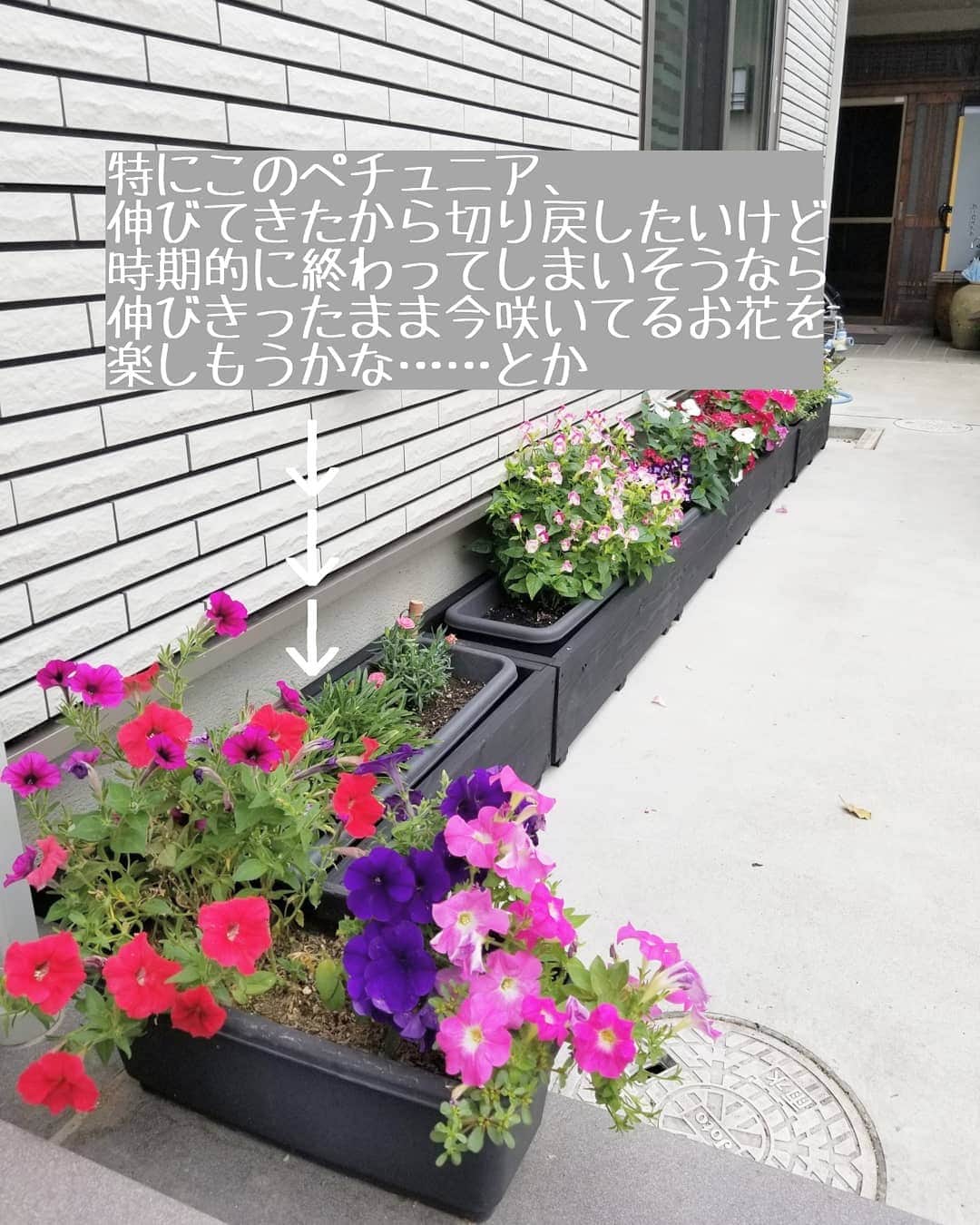 koyukkuma 一条工務店さんのインスタグラム写真 - (koyukkuma 一条工務店Instagram)「• 6月の始めに植えたこのお花たち🌼 4ヶ月たった今、モリモリと増えて華やか👏 • 母屋に来客あればしばらく鑑賞していってくれるし(笑) • 手をかけただけ育ってくれるお花、癒し🌼🌼 • ………で、このお花たちの寿命って調べたら10月ぐらい？らしいけど、ペチュニアが伸びきって垂れてきたし見た目もイマイチやからまた切り戻したいなと思ったけど、もうすぐお花が終わるのに切り戻ししたらただの葉っぱで終わりそうで、それもなぁ…………って🤔 • お花に詳しい方～！ こういう時どうしますかー？？ • 伸びきったペチュニアやけどお花いっぱいやからこのまま楽しむべき？ それともまだまだ最高気温30℃近くあるし、また咲く？？ • お花、奥深いからなぁ～☺️ • #一条工務店 #アイスマート #ismart #マイホーム #おうち #エクステリア #庭 #庭の花 #花 #ガーデニング #園芸 #お花 #マイガーデン #庭いじり #植木鉢 #暮らし #暮らしを楽しむ #日々のこと #日々の暮らし #丁寧な暮らし #すっきり暮らす #暮らしを整える  #お花のある暮らし #緑のある暮らし #庭のある暮らし #ペチュニア #ポーチュラカ #ニチニチソウ #トレニア #マリーゴールド」10月3日 7時34分 - kumasan_ismart