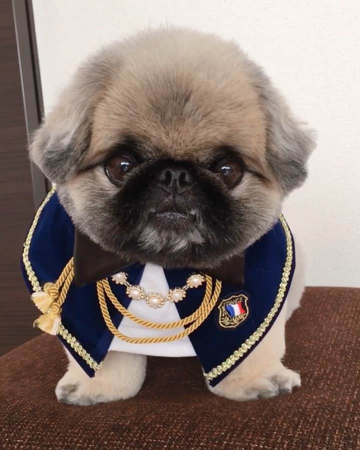 のインスタグラム：「#goodmorning  #王子様風⁉️😆 #prince  #歯が出る🦷王子 #goodday ※ いぶそら地方💕朝晩は、涼しくなってきました😊 マントケープで、見た目だけ王子様風に変身したよ😆🤴 選曲はなぜか、ベートーベン🙄🎼 では、今月もよろしくお願いします💖 Have a nice day🧡💛❤️」