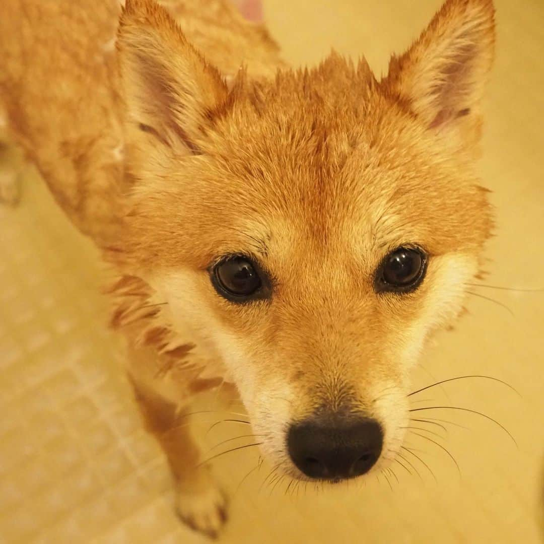 豆柴にこちゃんさんのインスタグラム写真 - (豆柴にこちゃんInstagram)「🐶🛀 おはよー いよいよ今日お昼に入院なので 昨日はシャンプーしたよ。 . 7枚目は、風呂上がり後、 シャンプーされたことを怒ってるにこ。 「アンっ‼️」 . 8枚目はお風呂関係ないけど 昨日パパに届いたfurbo通知。 カメラ目線すぎてウケる🤣 さみしいアピールの癖が強い！ . 昨日はたくさん応援コメント ありがとうございました✨ . #柴犬#豆柴#pecoいぬ部#犬#わんこ#犬#ここ柴部#shibainu#dog#mameshiba#pecotv#dog#いぬのきもち部#しばいぬ#しばけん#こいぬ#シバイヌ#いぬ#イヌ#赤柴#マメシバ#ペット#日本犬#子犬#puppy#doggo#pet#시바견#강아지#개」10月3日 7時44分 - nikochan.mame48