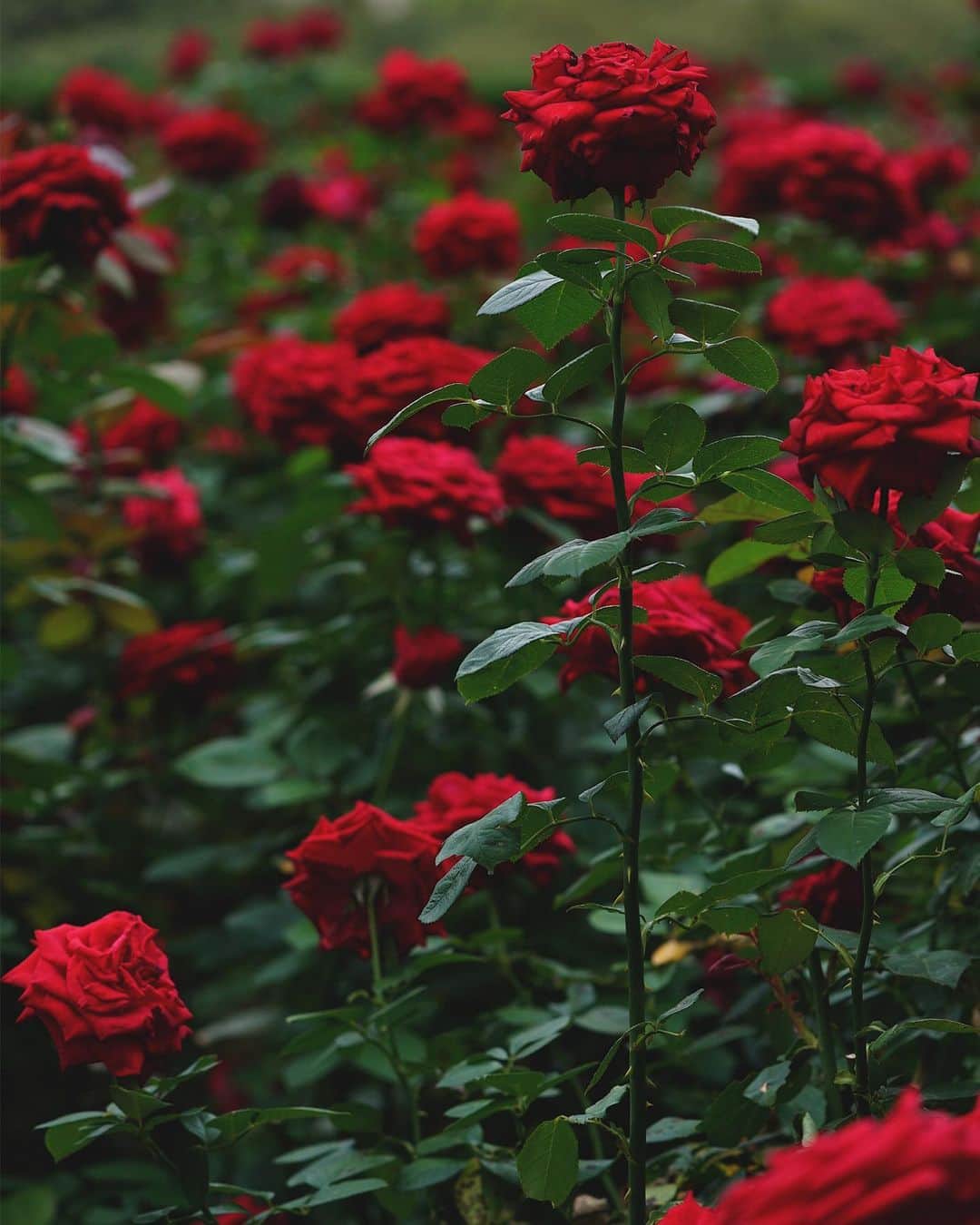 masayaさんのインスタグラム写真 - (masayaInstagram)「Red Rose Garden  Hotel New Otani Tokyo ホテルニューオータニ レッドローズガーデン #rose #バラ #薔薇 #flower #ホテルニューオータニ #tokyo #japan」10月3日 19時52分 - moonlightice