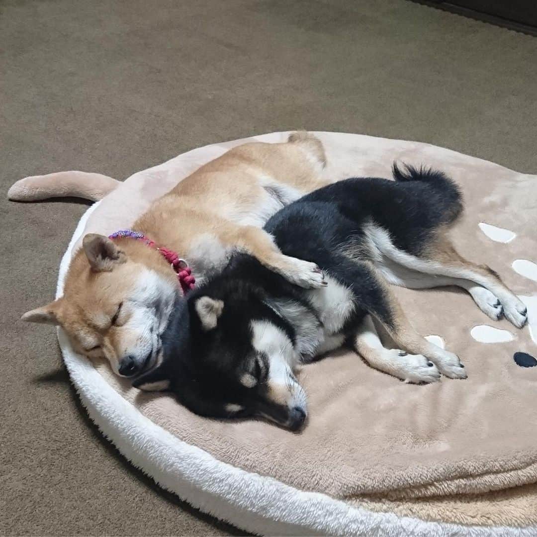 豆柴なつ&ふゆのインスタグラム