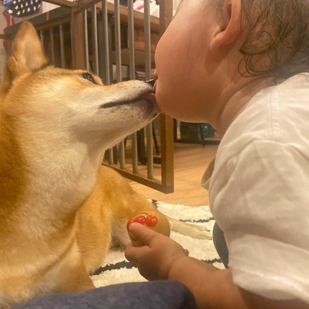 尾形貴弘さんのインスタグラム写真 - (尾形貴弘Instagram)「眠いミクと何時間でも遊び続ける 今日で1歳7か月になったさくちゃん！ ミクもさくちゃんの無限の体力に付き合ってくれてる！優しいーー！！ #柴犬大好き #柴犬マニア  #愛犬  #赤柴 #しばけん  #しばちゃん  #しばいぬ大好き  #shibainu  #shiba_snap  #犬ばか部  #いぬばか部 #ミク #三九 #39 #パンサー尾形 #赤ちゃん #赤ちゃんのいる暮らし #赤ちゃんと犬 #1歳7ヶ月  #サンキュー #ママリ #ベビフル #ランドクルーザー #ランクル #ランドクルーザー80」10月3日 21時00分 - miku3_miku_9