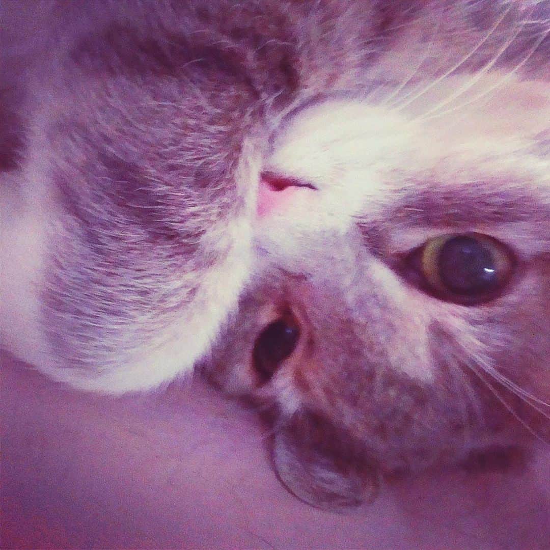 理絵さんのインスタグラム写真 - (理絵Instagram)「癒し  #ilovecat #cat #gatto #猫 #ねこ #ネコ #ねこ部 #고양이 #japan」10月3日 21時03分 - ____rie____