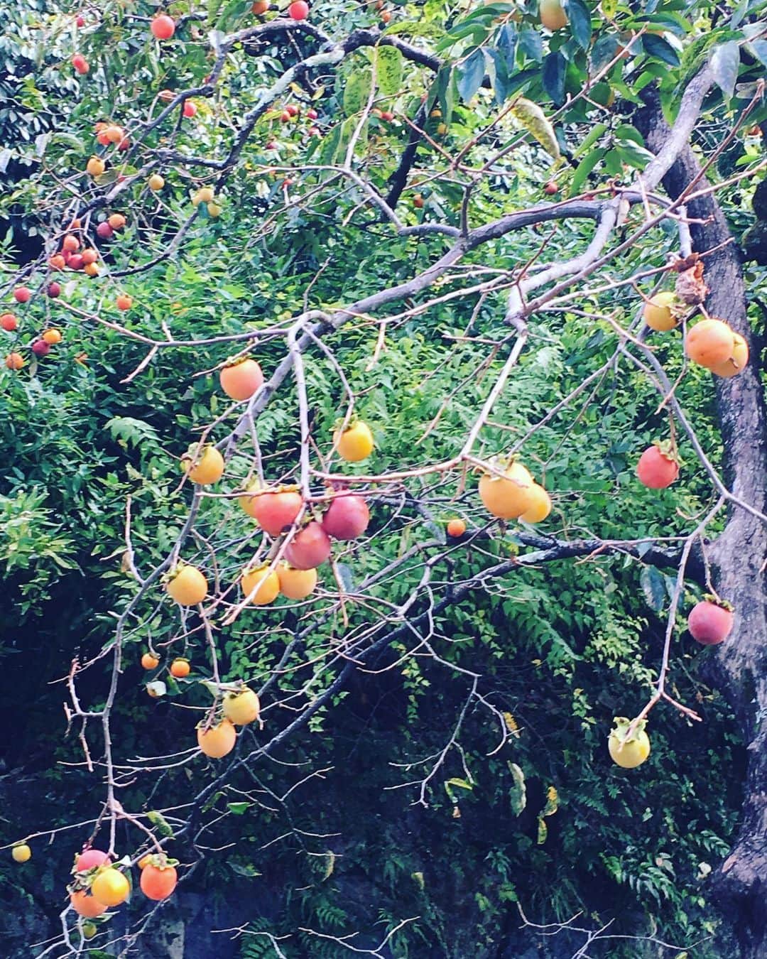 西川忠志さんのインスタグラム写真 - (西川忠志Instagram)「彼岸花・柿の木  今日は午前中に御墓参りに行きました。 秋のお彼岸に行けなかったのでやっと行けました。  境内には彼岸花がまだ咲いてくれておりました。 そして写真２枚目の柿の木には 柿がたわわに実っておりました！ 秋ですね！  ちなみに、お寺を出ようとした時に雨が降ってきました。 午前中に行けて良かったです😊  そうだ！彼岸花って曼珠沙華とも言いますね！ 百恵ちゃんの歌にもありました！ ♬曼珠沙華、恋する女は、曼珠沙華、罪作り・・・♬って！ 懐かしいなぁ😊  感謝  #お墓まいり #お彼岸 #秋 #彼岸花 #柿の木 #柿 #たわわに実る  #午前中 #西川忠志 #吉本新喜劇 #よしもと新喜劇 #ありがとう  #ありがとうございます #感謝 #雨 #お寺 #花 #秋の花 #赤い花  #秋の味覚 #果物 #曼珠沙華 #山口百恵」10月3日 12時45分 - nishikawa_tada