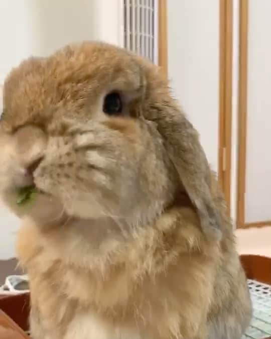 のインスタグラム：「ぼーっ。はっ！たっち、からのパクパク。#今日のうめ #ホーランドロップ　#rabit #holandrop」