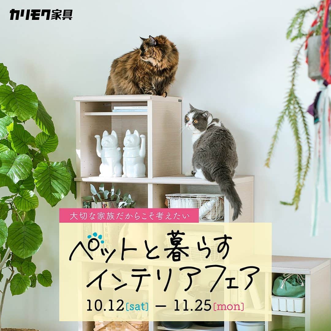 カリモクギャラリー公式アカウントのインスタグラム：「ペットと暮らすインテリアフェアを全国で開催！ . 期間は10月12日(土)〜11月25日(月)！ . 「ソファが爪の傷でボロボロに・・・」 「部屋にペットのにおいがついてしまう・・・」 などなど悩みは尽きないものです。 カリモク家具ではそんなお悩みを解決し、今まで以上に快適にペットと暮らすご提案を致します！ . この機会に是非お近くのカリモク家具ショールーム＆フェア参加店にお越しください！ フェア・会場の詳細は ホームページをご確認ください！ . https://www.karimoku.co.jp/sp/fair/ . #カリモク家具 #カリモク #家具 #インテリア #犬 #猫 #ペット #karimokugallery_official  #ソファ #収納」