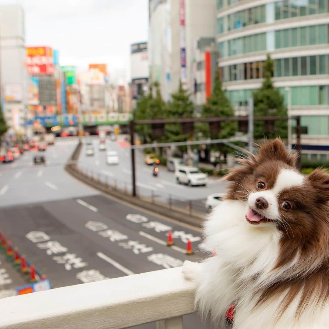 mycoのインスタグラム：「お散歩しますよりりちゃん🐶  #さんぽ #pom #ぽめ #西新宿 #歩道橋 #shinjuku」