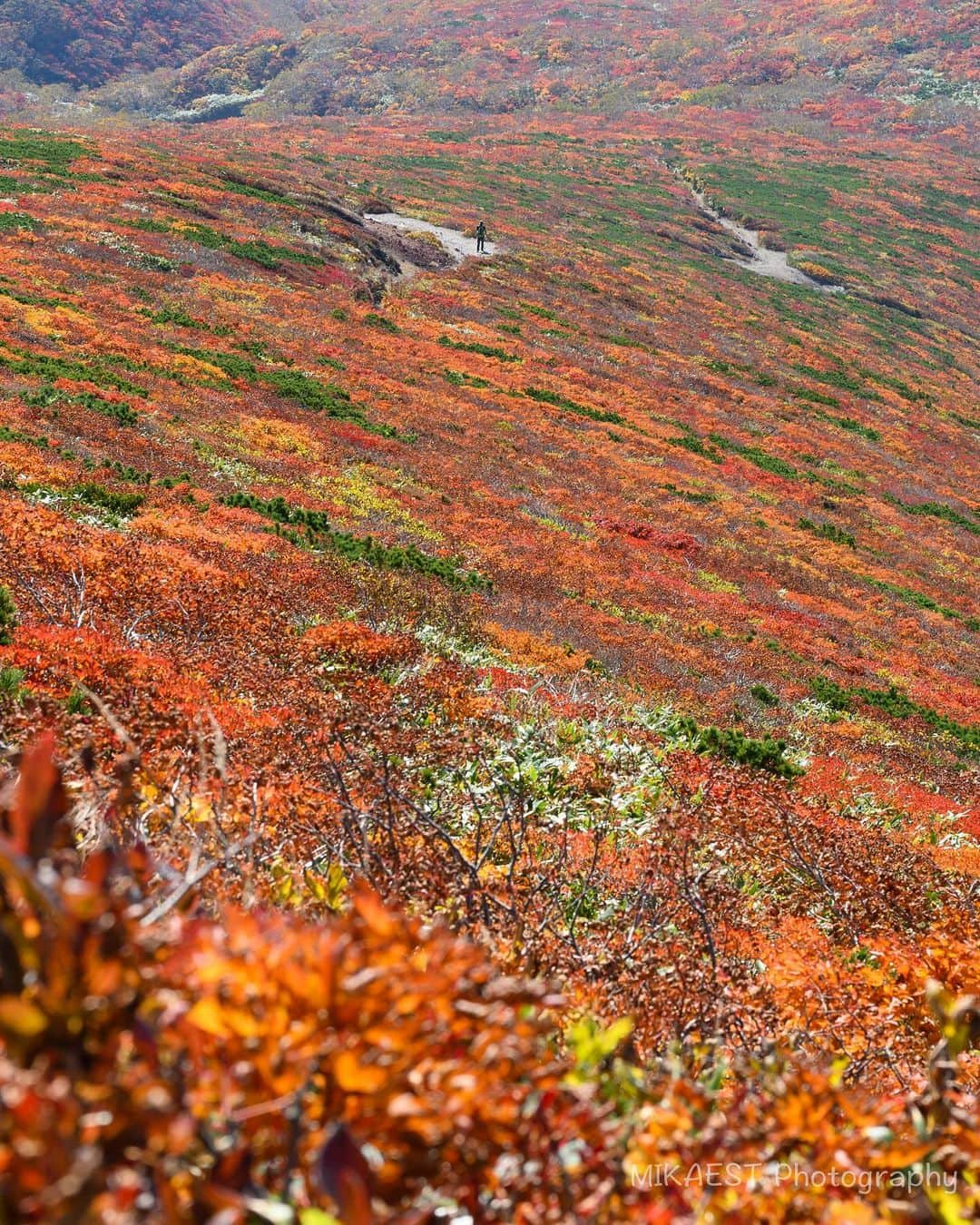 mikaestさんのインスタグラム写真 - (mikaestInstagram)「Autumn colors at Mt.Kurikoma Oct. 2nd, 2019 . 栗駒山に紅葉を見に登って来ました！！ 仕事が一瞬だけ落ち着いたのと、天気予報が良かったために、急遽お休みを頂いて行ってきました⛰ 月山と迷いましたが、去年はホワイトアウトして何も見えなかった栗駒山へ。リベンジできて良かったです。 "神の絨毯"と言われるこの景色、すごいすごいとひたすら連呼していました🍁 明日明後日は雨模様、日曜は晴れマークが付いてますが登山できますかね？！見頃が続いていると良いですね〜。山の天気予報を確認してお出かけくださいませ😊 . . #栗駒山 #紅葉 #神の絨毯 #やまがた百名山フォトコン2019 #やまがた百名山フォトコン2019秋 #やまがた百名山 #宮城の秋が好き #秋の東北インスタキャンペーン」10月3日 21時33分 - mikaest