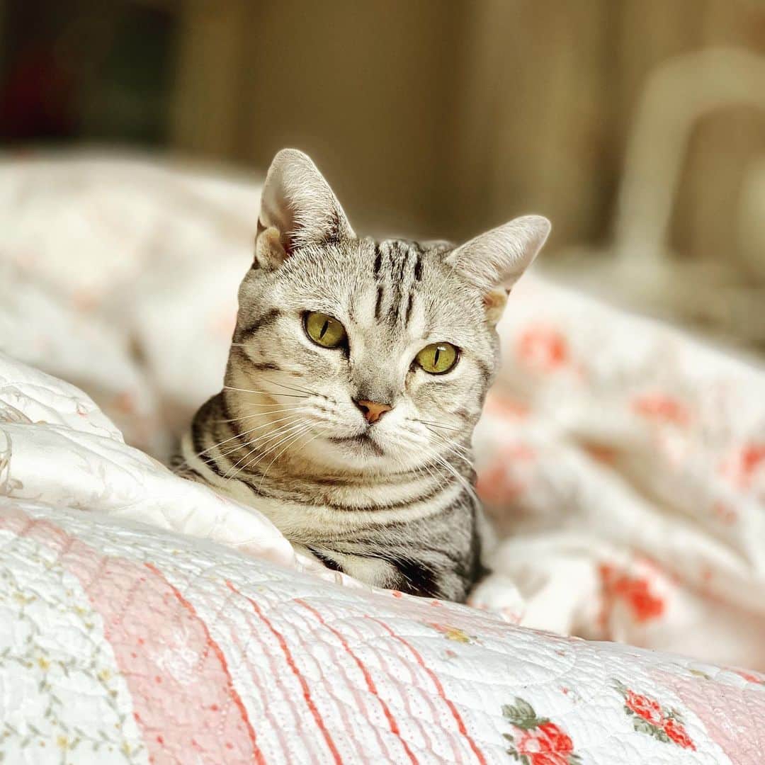 のインスタグラム：「#cat  #マンチカン #まんちかん短足  #マンチカン短足  #ねこ」