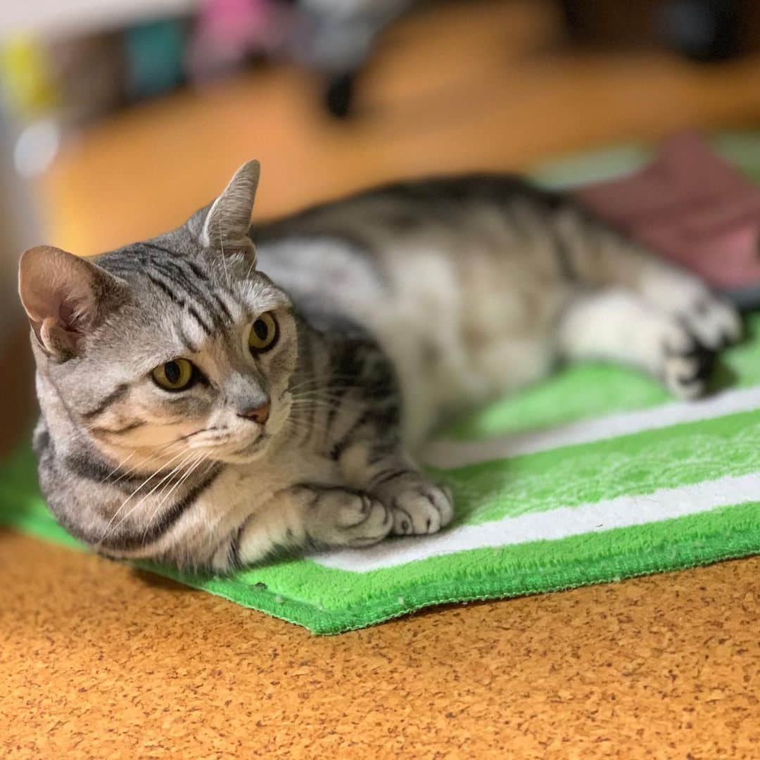 のインスタグラム：「#マンチカン #まんちかん短足  #ねこ  #cat」