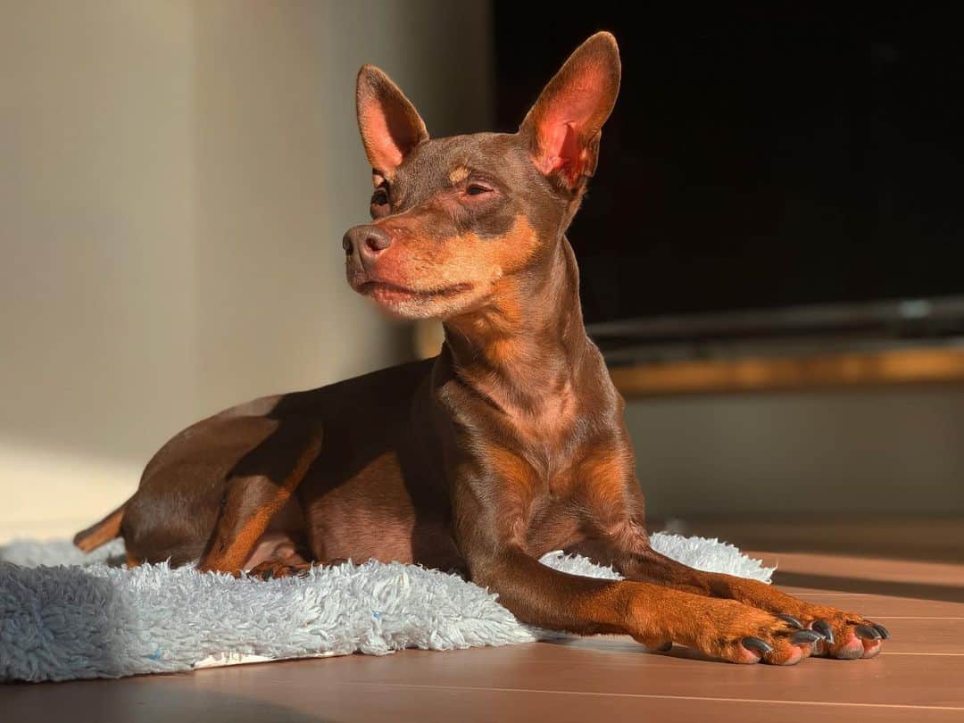 のインスタグラム：「“bark”  @bark20121102 #ひなたぼっこ #minipin #ミニチュアピンシャー #モデル #モデル犬 #model #dogmodel #miniaturepinscher  #minipin」