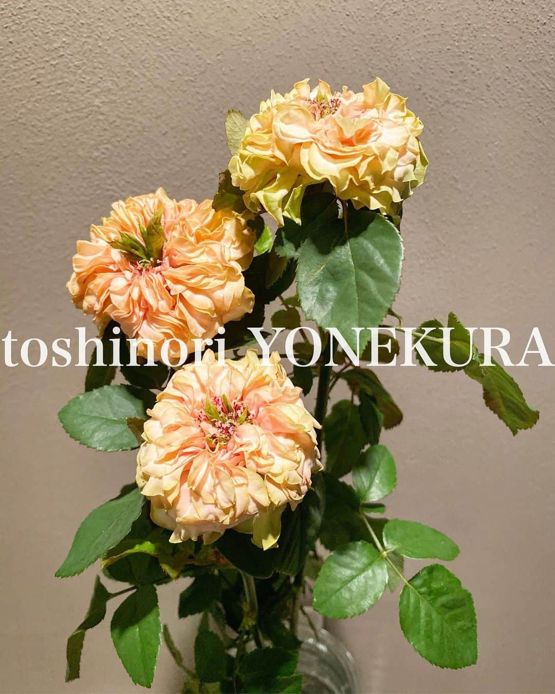 米倉利紀さんのインスタグラム写真 - (米倉利紀Instagram)「flowers of this week: roses」10月3日 18時10分 - toshi_yonekura