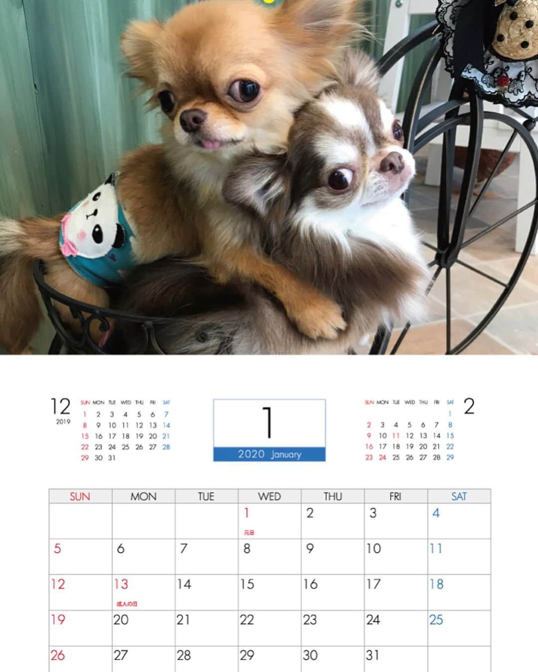 kayoのインスタグラム：「* * らいちんとくりおカレンダー 2020🍄✨ * * 1月から4月🌷🌸 * * ストーリーで予約画面に飛べるので良かった是非見て下さい☺️‼️‼️ * * Lychee💗kulio * * #カレンダー #2020年カレンダー * #chihuahua#chihuahualove#dogstgram#dog#instadog#チワワ#チワワ大好き * *」