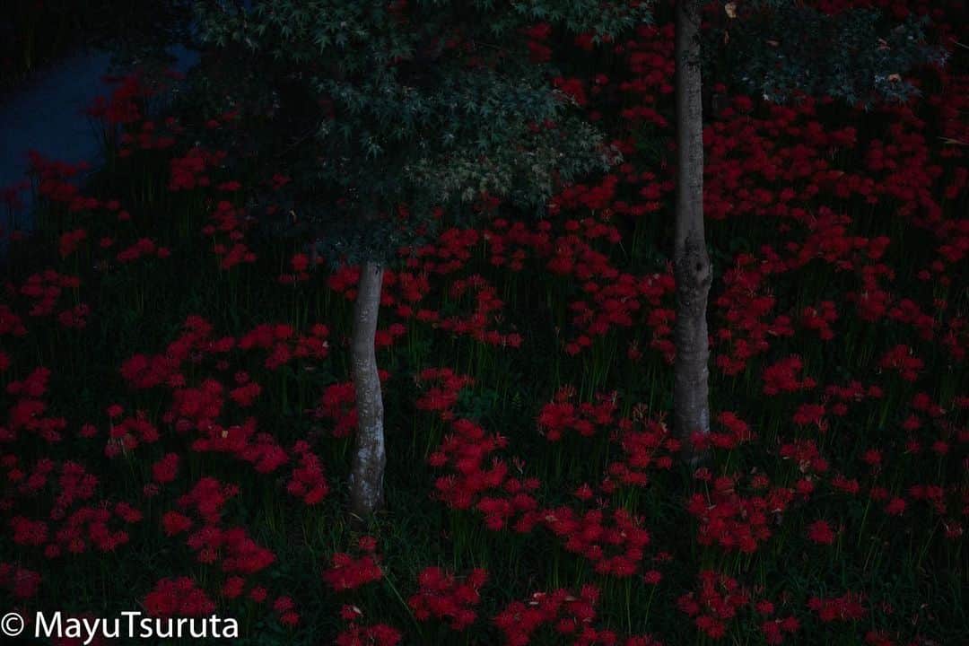鶴田真由のインスタグラム：「夜の楽園」