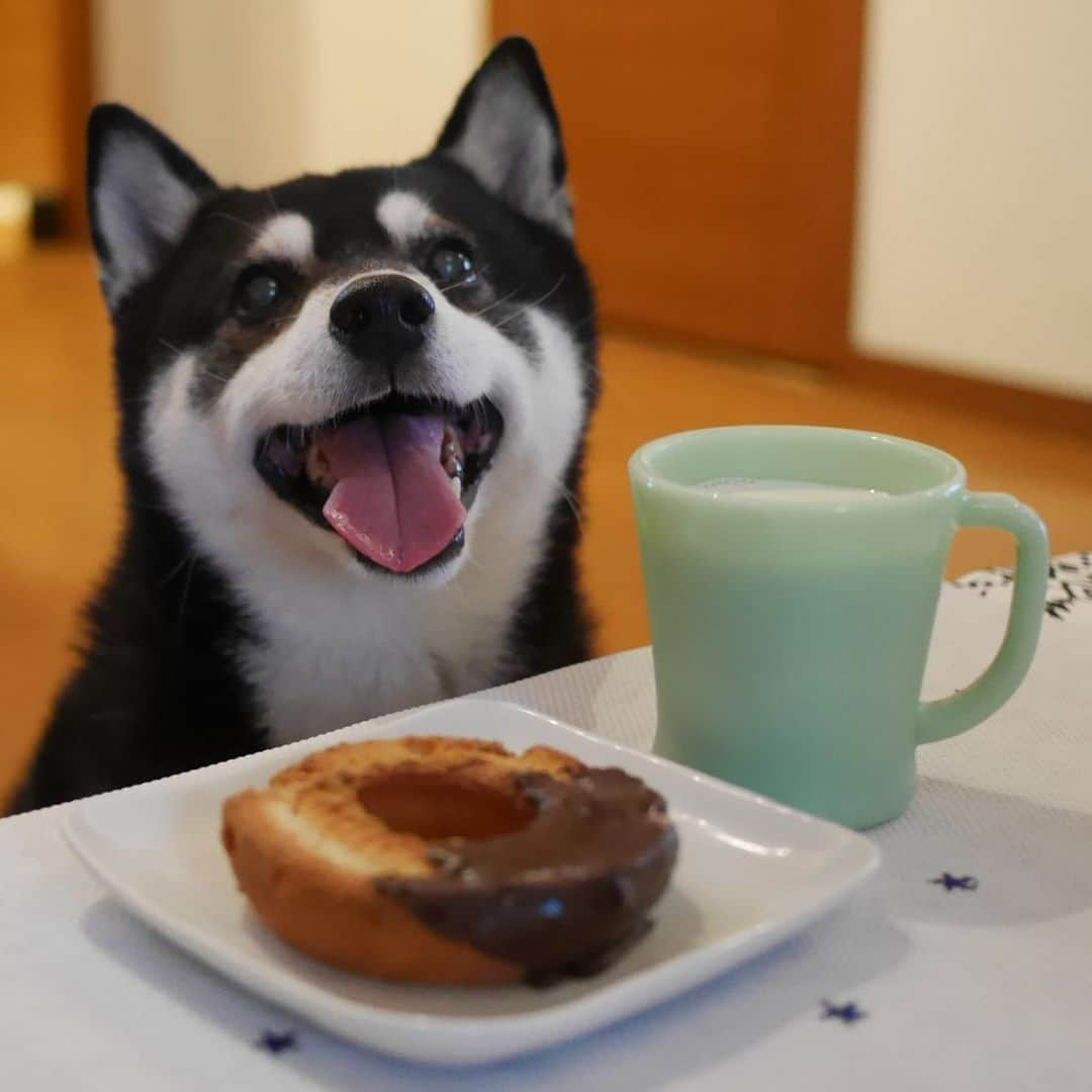 くろさんのインスタグラム写真 - (くろInstagram)「いいことあるぞーミスタードーナツ🍩 #いいことあるぞーミスタードーナツ #チョコファッション #おいしい牛乳 #黒柴 #柴犬 #和犬 #日本犬 #スマイル犬 #わんこと一緒 #わんこのいる生活 #わんこのいる暮らし #柴犬と一緒 #柴犬のいる生活 #柴犬のいる暮らし #ふわもこ部 #ふわもこ部わんこ #FireKing #ファイヤーキング #Dハンドルマグ #ジェダイ #翡翠 #ジェイド」10月4日 6時23分 - m6bmw