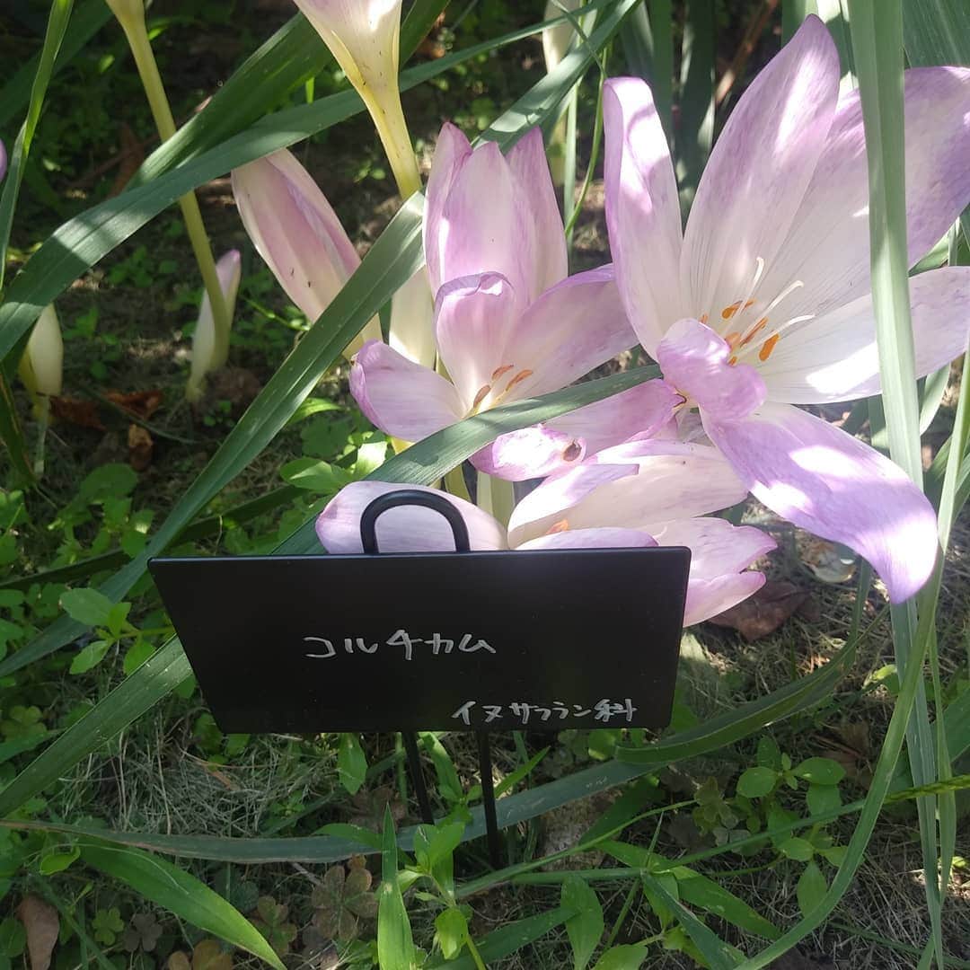 島崎あゆみのインスタグラム：「群馬県前橋市のぐんまフラワーパークの花です(^ー^)」