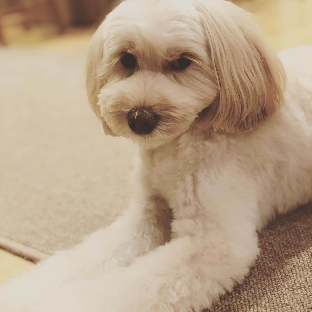 北山陽一のインスタグラム：「おかきなでてると、かならず1メートル先でこうなって #きたやまおもち」