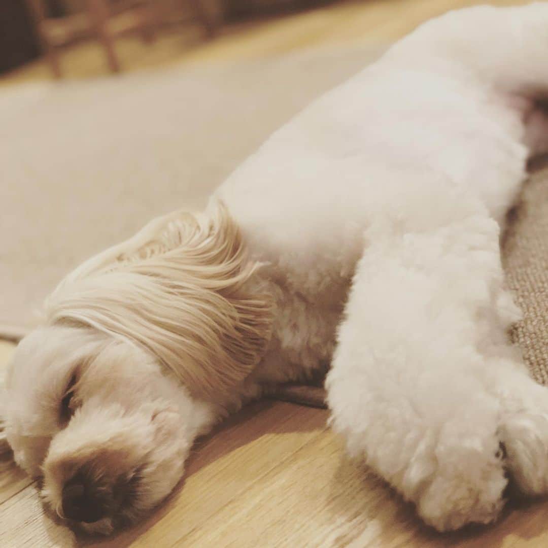 北山陽一のインスタグラム：「そのうちこうなる。 #きたやまおもち」