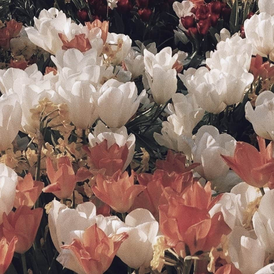 JESSY.Uさんのインスタグラム写真 - (JESSY.UInstagram)「🌷 ・ ・ ・ ・ ・ ・ ・ 最近昔の自分を振り返ることが少なくなってたけど たまに振り返ってみるととてもいい刺激になる ・ 若い時の自分って(今もまだ若いとかじゃなくて) 怖いもの知らずで、何もかもが新鮮で楽しくて きらきらして見えた ・ 新しいことにも、怖がらずに挑戦していたし 好きなことを一生懸命やる体力も気力あった ・ だんだんいろんなことが見え過ぎて きらきらしてたものの裏側ばかり見るようになって 本当は楽しいことなのに、心から楽しめなくなったり。 何か言い訳を探しては、楽な方に逃げてたり。 ・ 損してるなーて感じるときがある ・ ・ いつまでもきらきらしているものから刺激を受けたいし 綺麗なものを綺麗、楽しいものを楽しいって言える人間でいたいし、 まっすぐな気持ちを大切にしたいし、 ずるしない人間でいたいなー ・ ・ うん、なにが言いたいかわからなくなってきた。 ・ たぶん、出来ないことなんてないよってこと。 ・ 出来る人は考えるまでもなくもうやってるってことです。 最近の私は考えてばかりでやれてないってことです。 ・ 言い訳探すのやめましょう。 ・ まっすぐ素直にいきましょう。 ・ #語り #うざくてすみません  #過去の栄光にすがるな  #今を生きろ」10月4日 2時27分 - dj_jessy_u