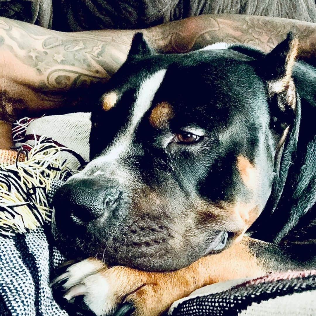 デライノ・デシールズ・ジュニアのインスタグラム：「🐶 💙」