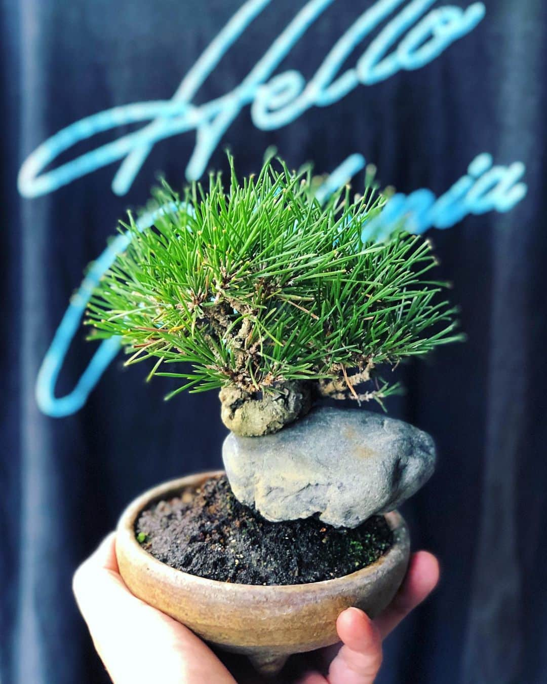 金成公信さんのインスタグラム写真 - (金成公信Instagram)「黒松。石付き。 #黒松 #クロマツ #japaneseblackpine #japaneseblackpinebonsai #盆栽 #bonsai #bonsaijapan #japanesebonsai #wabisabi #bonsailovers #bonsailife #bonsaitree #bonsaiart #bonsaigram #bonsaiworld #plants #tree #greenlife #greenlifestyle #苔 #moss」10月4日 16時04分 - bonsai_chiba