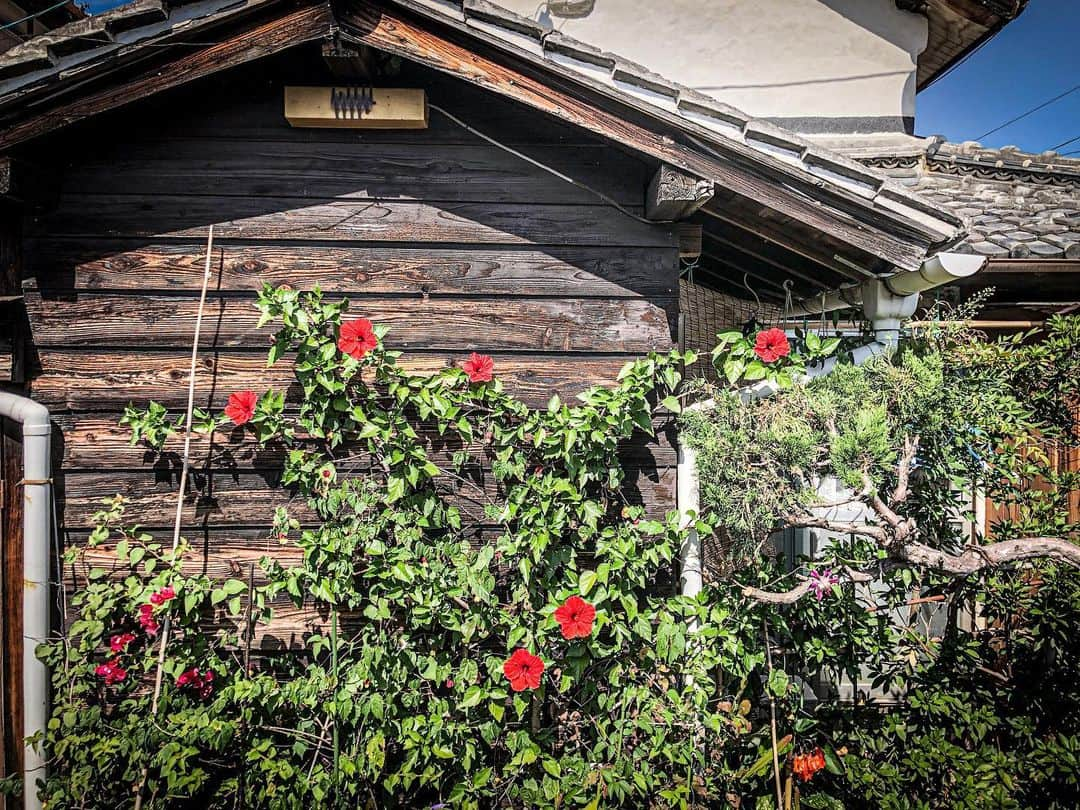 つるの剛士さんのインスタグラム写真 - (つるの剛士Instagram)「香川県、 粟島に来てます。  帰りたくない。  #香川県 #粟島 #瀬戸内国際芸術祭2019  #つるカメラ」10月4日 16時04分 - takeshi__tsuruno