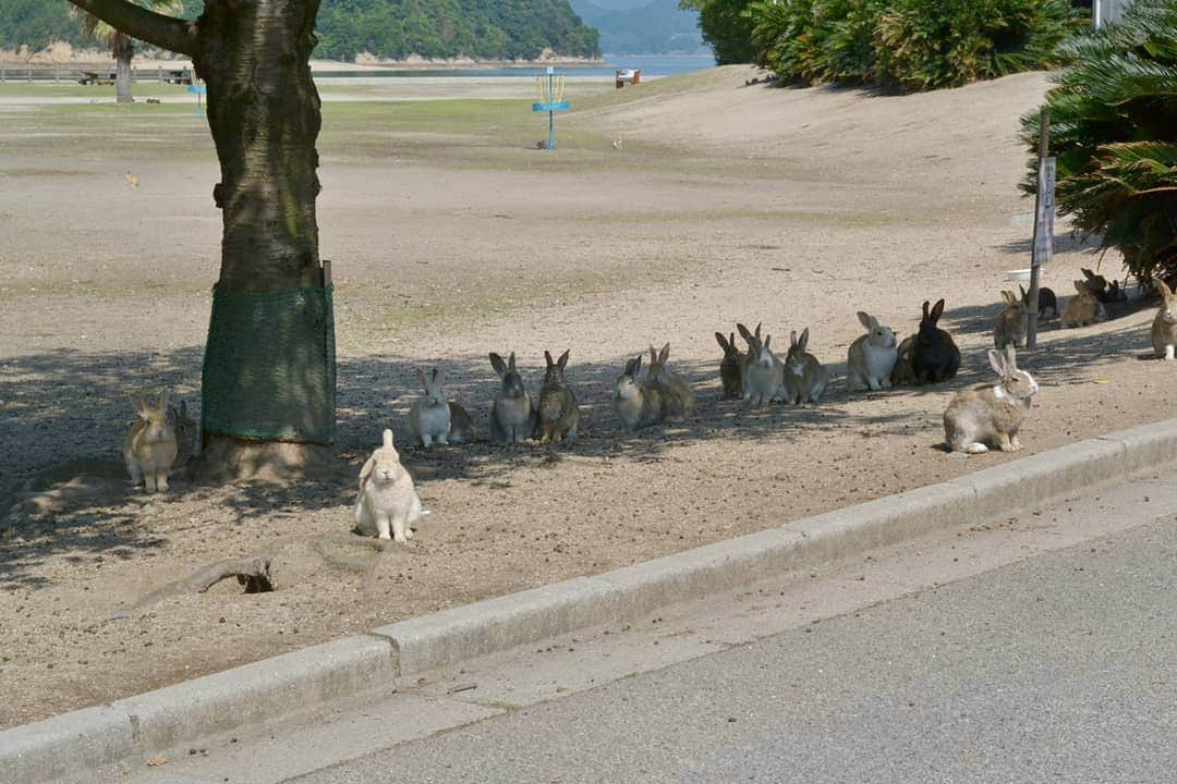 レジャーフィッシングさんのインスタグラム写真 - (レジャーフィッシングInstagram)「こんなロックオンが大久野島では実現します。  #ウサギ #広島 #早朝行かれるとよし」10月4日 14時47分 - leisurefishing