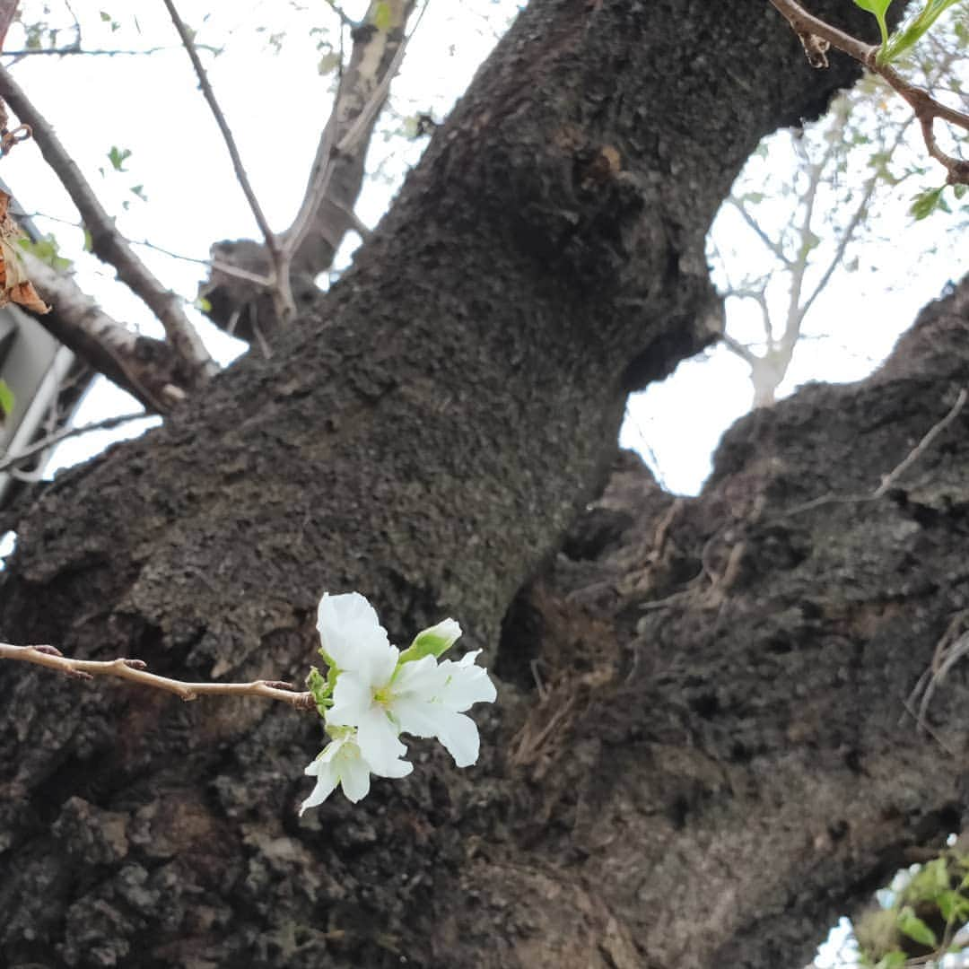 宮下ともみさんのインスタグラム写真 - (宮下ともみInstagram)「えっ？えっ？ 桜咲いちゃってるんだけど〜🌸 あなた今年2回目だよ咲くの😄  #季節はずれ#桜#東京#桜の木#季節はずれの桜#近所の桜」10月4日 15時19分 - tomomimiyashita_official