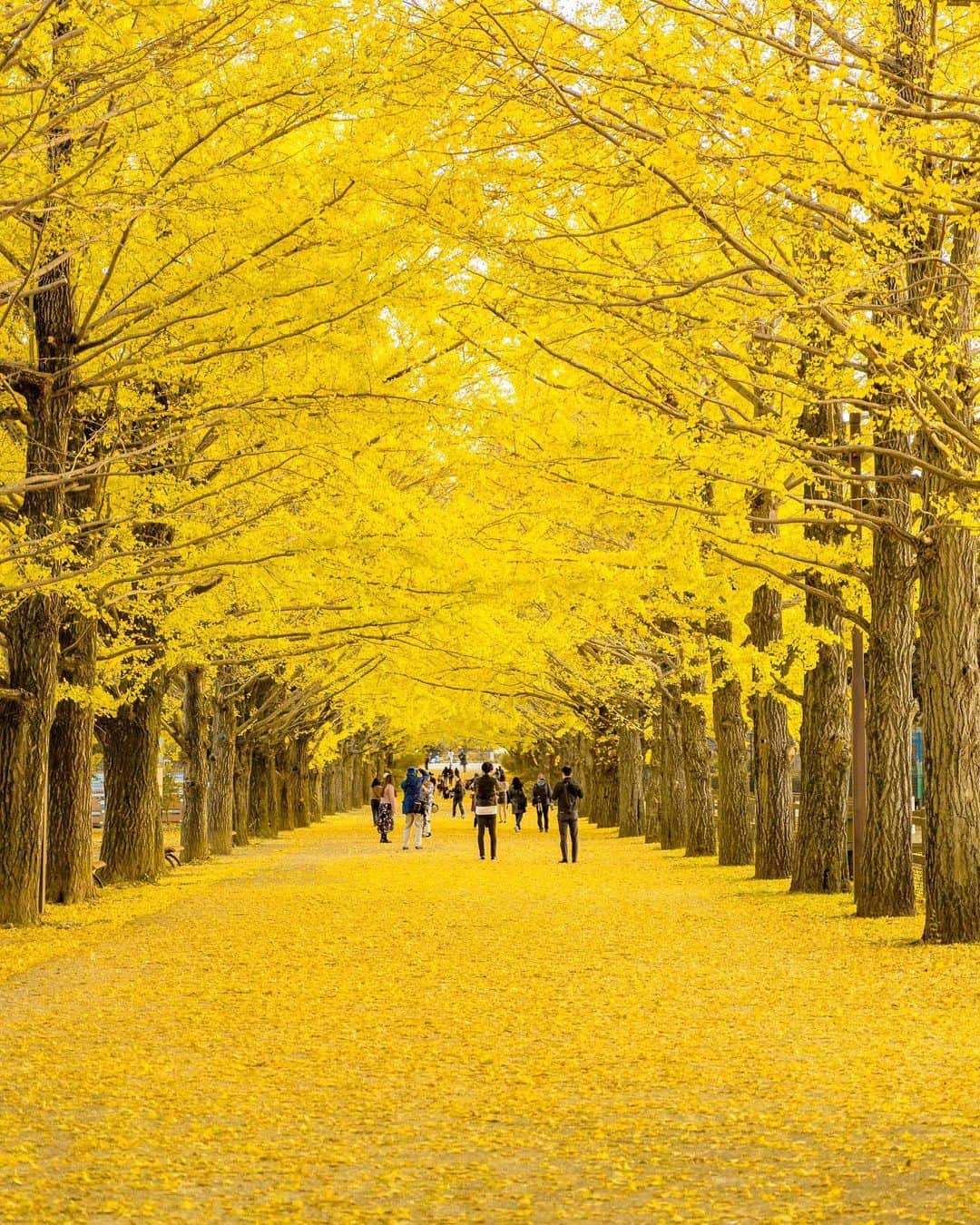 詩歩さんのインスタグラム写真 - (詩歩Instagram)「🍁﻿ ﻿ 現在滞在中のロシア🇷🇺サハリンは、秋紅葉の真っ只中！﻿ ﻿ リアルタイムな様子はストーリーで更新してるのでそちらでみてね👀﻿ ﻿ まだまだ暑い日本も、もうすぐ秋がやってきます。﻿ ﻿ 先日発売した、新刊「死ぬまでに行きたい！世界の絶景 #ガイド編」では、これからの季節にオススメな日本各地の紅葉スポットもご紹介してますよ〜！﻿ ﻿ ぜひご覧くださいね😉👍﻿ ﻿ ﻿ 📚﻿ ﻿ ﻿ さて、今後の #ガイド編 発売イベントの予定です✨﻿ ﻿ 大阪は今週日曜日に開催です！﻿ 大阪駅から直結で来られる好アクセスなので、ぜひお誘い合わせでも、おひとりでも、お越しください🙇‍♂️﻿ ﻿ ●大阪﻿ 10月6日(日)　13:00〜／15:00〜﻿ @ソニーストア大阪（大阪駅直結）﻿ MCは別所隆弘さん @takahiro_bessho 📷﻿ ﻿ ●京都﻿ 10月12日(土) ﻿ 宙フェス トークステージ後に販売&サイン会あります﻿ @sorafes_official ﻿ ●浜松﻿ 11月9日(土)　13:00〜﻿ @365base_outdoor_hostel （浜松駅より約15分）﻿ 事前申込が必要です。ブログのURLから申込ください。﻿ ﻿ 詳細はこちらのブログをご覧ください🌱﻿ http://shiho.me/7896﻿ ﻿ イベントにお越しいただける皆さま、会場でお待ちしています！﻿ ﻿ ﻿ 📍国営昭和記念公園／東京都﻿ 📍Showa memorial park／Tokyo Japan﻿」10月4日 15時25分 - shiho_zekkei