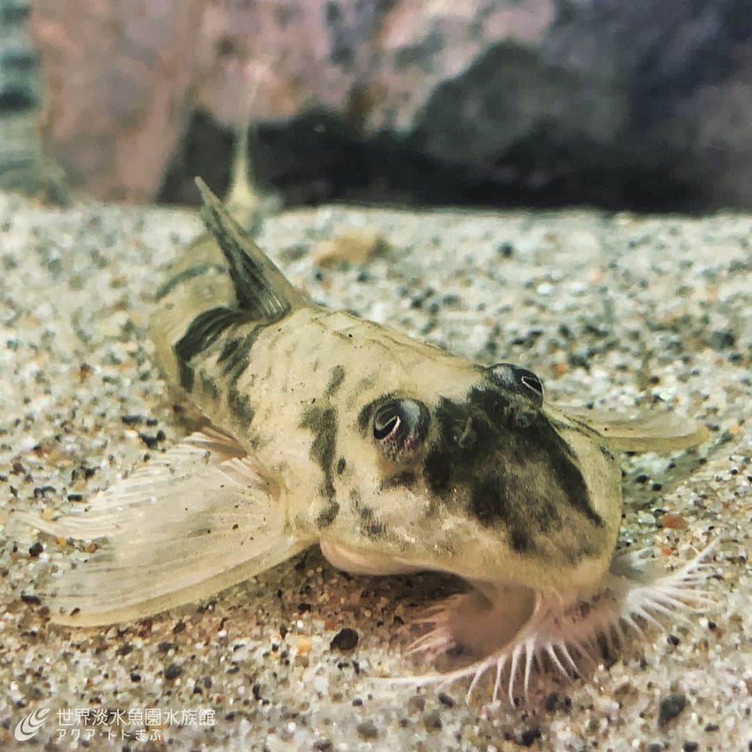 世界淡水魚園水族館 アクア・トト ぎふのインスタグラム：「カスクードハパカノーア。ロリカリアの仲間です。口とヒゲを広げてエサを探していますね。企画展で展示しています。 #アクアトト #アクアトトぎふ #アクアトト岐阜 #パンタナール #企画展 #ロリカリア」